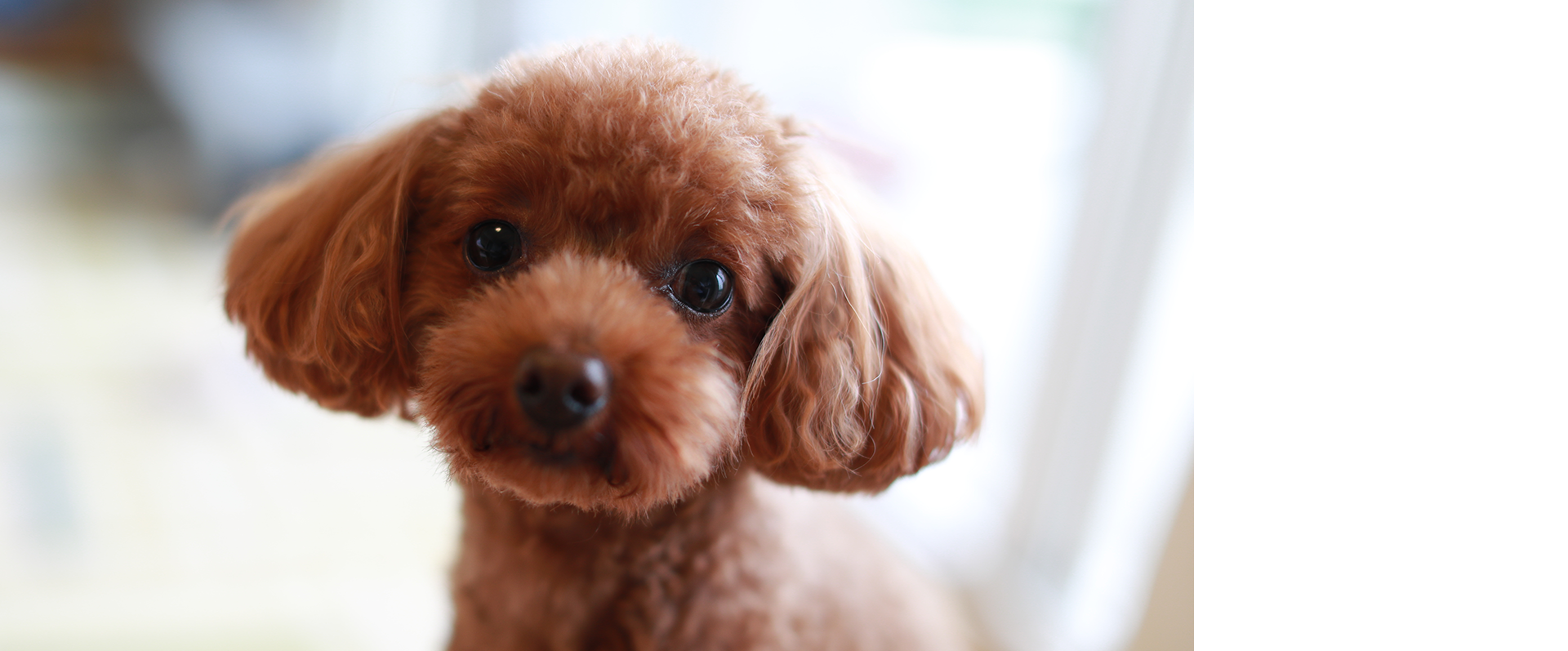 Dog Salon Eins