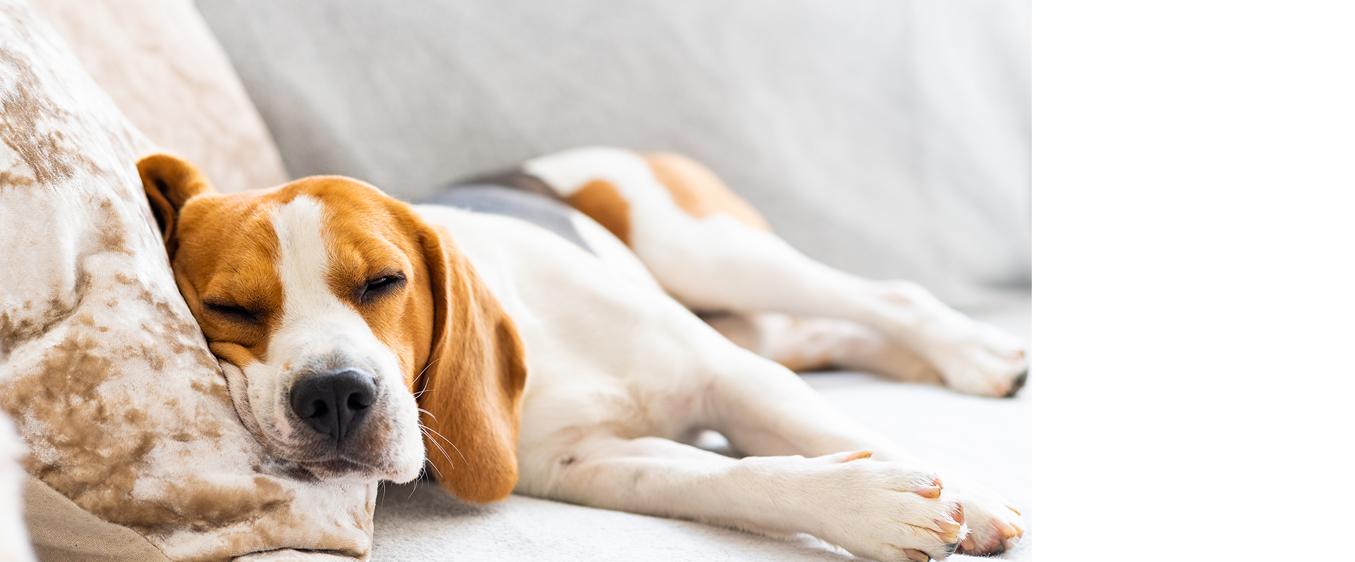 Dog Salon Eins