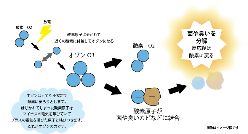 ラテスパ