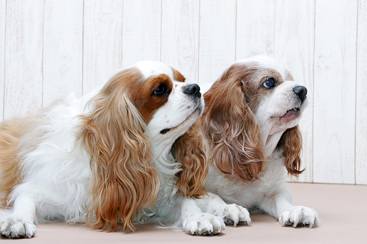 シニア犬の受け入れも行っています